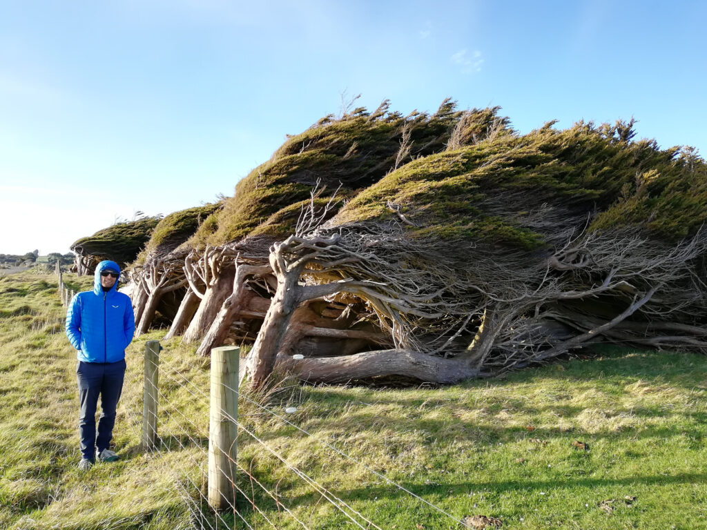 Windgepeitsche Bäume in Southland